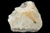 Otodus Shark Tooth Fossil in Rock - Eocene #174160-1